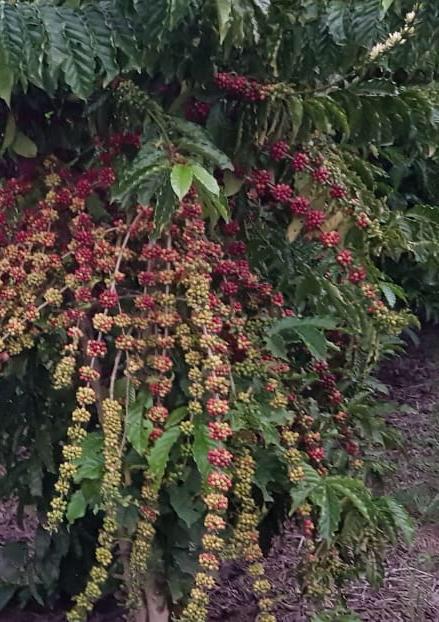 Cultivar Andina: A primeira cultivar de café conilon com potencial