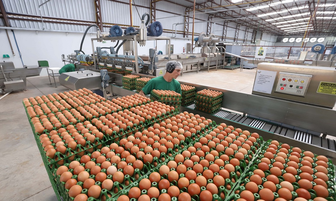 Exportações de ovos crescem em abril e Brasil amplia presença em novos mercados