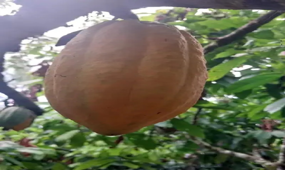 Produção agropecuária do Pará apresenta projeção de crescimento superior a 16%