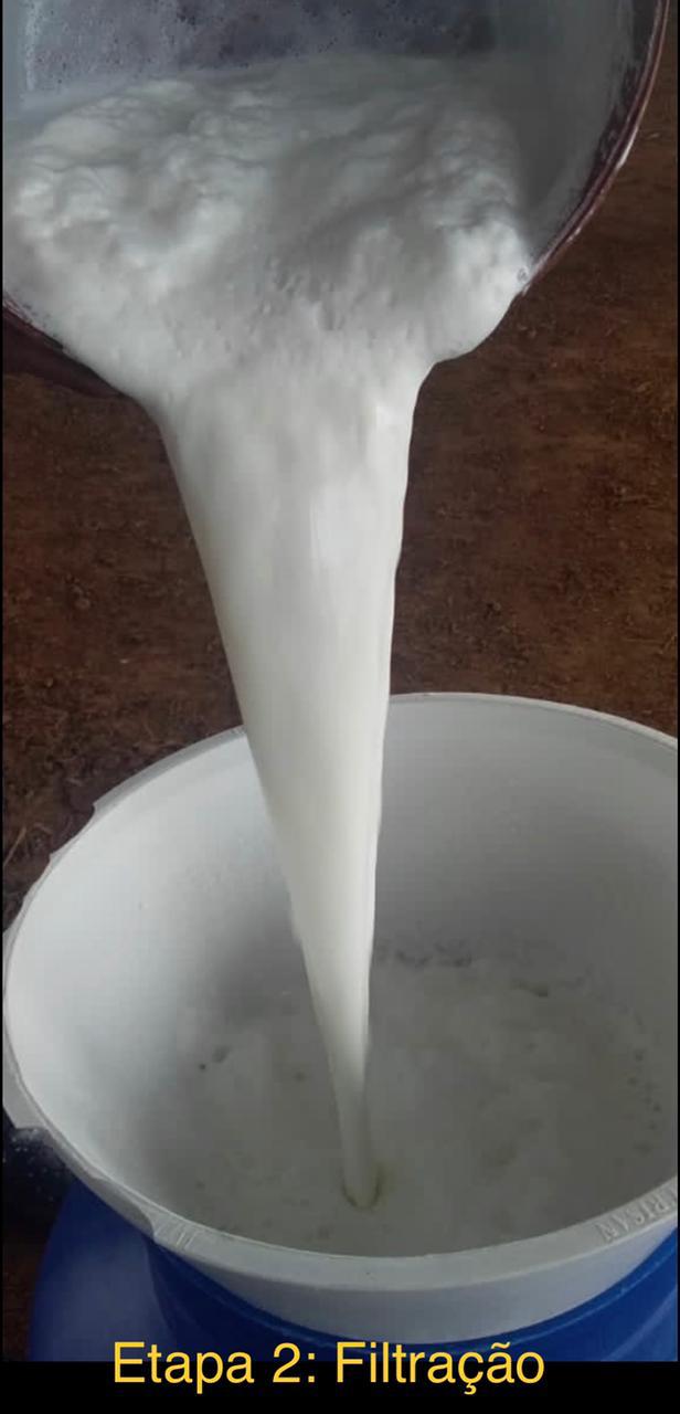 Criação de Vacas Leiteiras em Rorainopolis